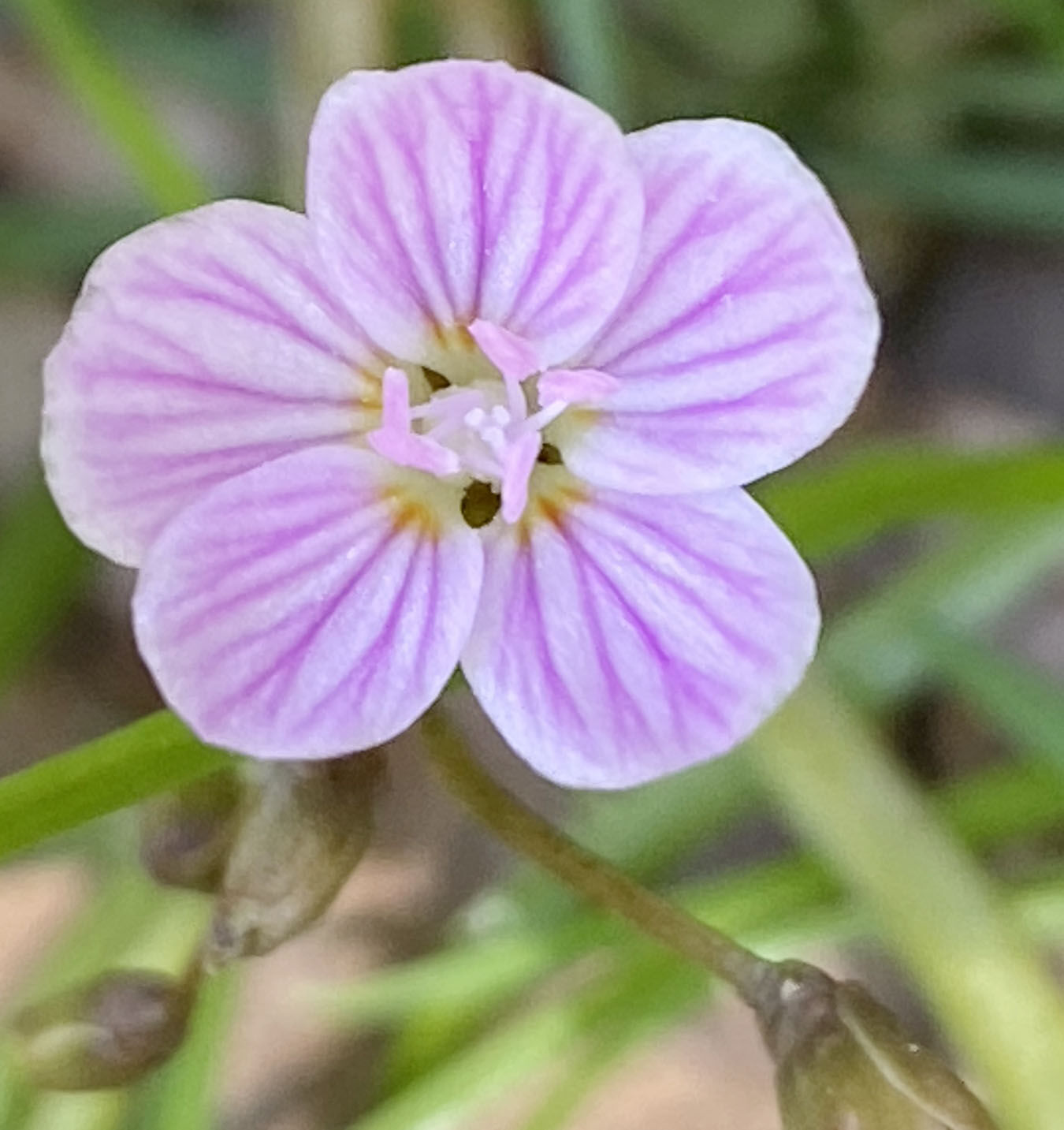 Spring beauty on April 23, 2022